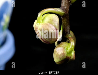 Closeup of new buds forming on an Orchid plant with a black background Stock Photo