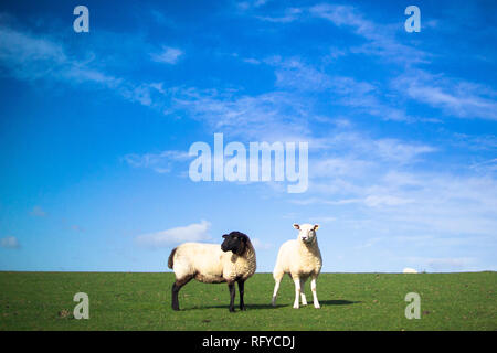 Two standing sheep, one with black face and legs, the other with a white face and legs on grassy hillock on bright sunny day. Lots of blue sky. Stock Photo