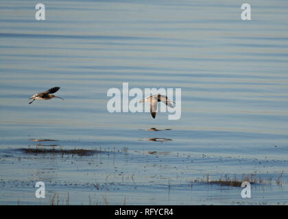 Two Curlew, Numenius arquata, flying over calm water, Morecambe Bay, Lancashire, UK Stock Photo