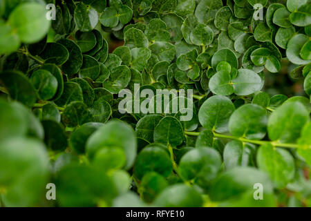 fresh green leaves after rain in the garden Stock Photo