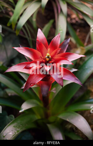 Bromelia Bromeliad (family: Bromeliaceae, subfamily: Bromelioideae) blooming flower plant. Stock Photo