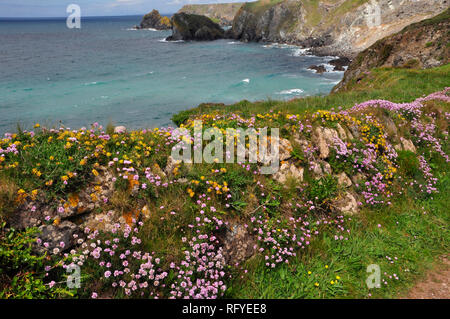 Cornish wall on the coast path on the Lizard peninsula. Granite, soil filled wall covered in pink thrift (Armeria maritima) and yellow kidney vetch (A Stock Photo