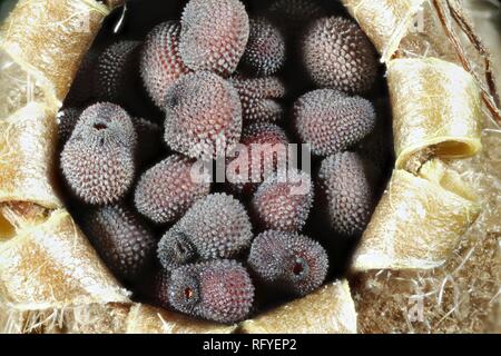 seeds in capsule red campion silene dioica macro focus stacked Stock Photo