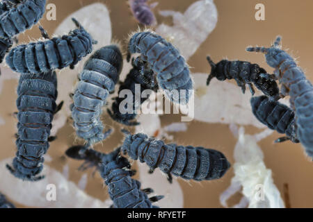 marine springtail anurida maritima shed skin on surface of water Stock ...