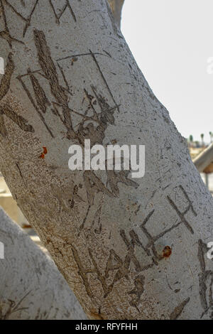 Alphabet and initials carved on the trunk of tree at Sharjah Beach Stock Photo