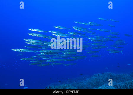 School of Obtuse barracudas (Sphyraena optusata) underwater in the Great Barrier Reef of Australia Stock Photo