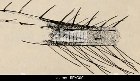 . The Canadian entomologist. Insects; Entomology. Fig. 11.—Head and prothorax Fig. 12.—Portion of fore wing. Heliothrips striatus Hood. surface reticulate, roughened between the lines of reticulation r frontal costa broad, much wider than first antennal segment; vertex. Please note that these images are extracted from scanned page images that may have been digitally enhanced for readability - coloration and appearance of these illustrations may not perfectly resemble the original work.. Entomological Society of Canada (1863-1871); Entomological Society of Canada (1951- ); Entomological Society Stock Photo