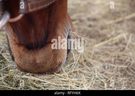 Horse eating hay Stock Photo