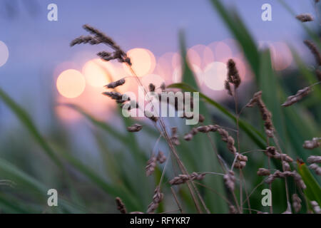 Movement and abstract captured by long exposure grass blowing in breeze with defocused lights behind Stock Photo