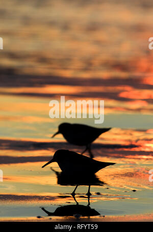 Two shorebirds are silhouetted against an orange sunset near Canon Beach, Oregon