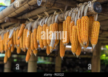 Ripe dried corn cobs hanging on the old wooden. Stock Photo