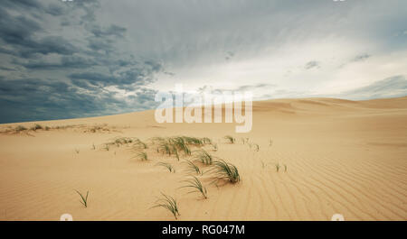 Stockton sand dunes, part of the Worimi conservation land, wild grass growing amongst the sand. Stock Photo