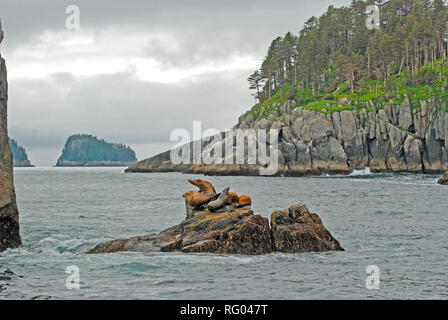 Stellar Sea Lions on rock outcrop in Kenai Fjords National Park Stock Photo
