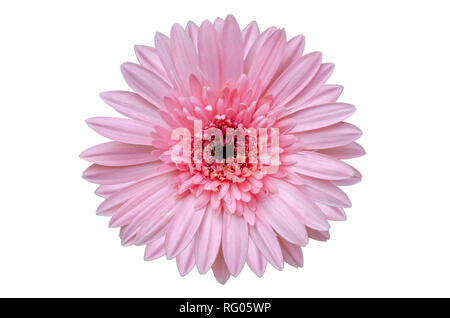 Pink flower Isolate White background Stock Photo