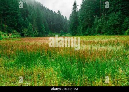 Grass covered punrik rishi lake in himalayas, Sainj Valley, Himachal Pradesh, India Stock Photo