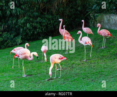 Flamingos or flamingoes are a type of wading bird in the family Phoenicopteridae. Stock Photo