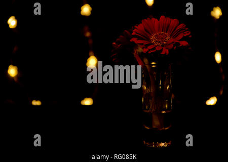 Red gerbera in a shot glas Stock Photo