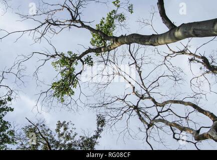 Tropical jungle in asia continent Stock Photo