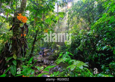 Tropical jungle in asia continent Stock Photo