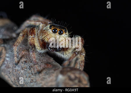 daring jumping spider fangs