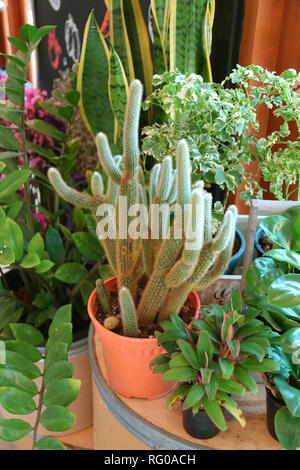 Home gardening with cactus and another indoor plants good for air-purifying Stock Photo