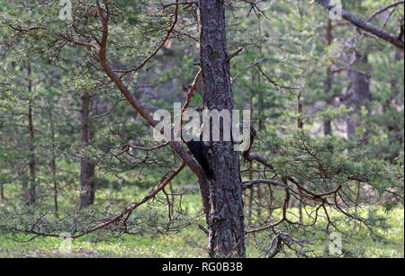 Pine forest with Black woodpecker Stock Photo