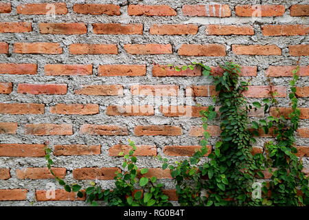Cement Brick Wall of an Aging Building with Growing Green Plants Stock Photo