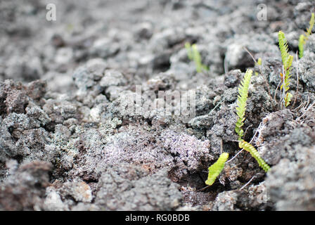 closeup of new plants in lava rocks on la reunion island Stock Photo