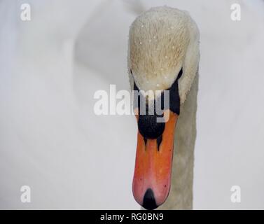 Single Mute Swan (Cygnus olor) Close Up, on River Exe Flood Channel, Exeter, Devon, UK. Winter. Stock Photo