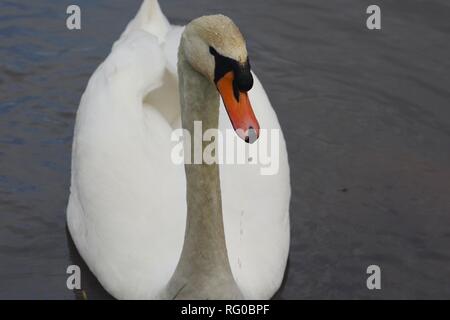 Single Mute Swan (Cygnus olor) Close Up, on River Exe Flood Channel, Exeter, Devon, UK. Winter. Stock Photo