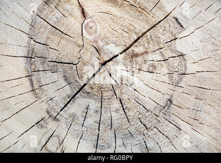 Texture of tree trunk. Wood tree section with cracks and annual rings. Flat wooden background. Stock Photo