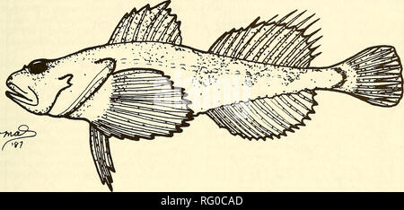 . The Canadian field-naturalist. 1988 Parker: Status of Deepwater Sculpin 127. Figure 1. Drawing of the Deepwater Sculpin, Myoxocephalus thompsoni (Drawing by M. Service, courtesy Department of Fisheries and Oceans). The apparent discontinuous distribution of this species is attributable in part to the spotty occurrence of lakes with suitable environmental conditions and the necessary connections with postglacial lakes, and in part to the infrequent sampling of its preferred habitat with suitable gear (McAllister and Ward 1972). Protection There is no specific protection for this species in la Stock Photo