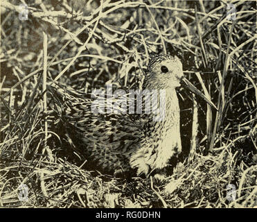 . The Canadian field-naturalist. 342 The Canadian Field-Naturalist Vol. 86. Figure 5. Adult Dunlin {Eiolia alpina) on nest near radar site 416, Cape Henrietta Maria region on June 28, 1970. were seen totalling 150 birds (Manning, 1952). The 1948 R.O.M. field party collected three birds including two juveniles on August 3 (Hope, 1948). Lumsden (1957a) noted one at Neskamagige on July 14, 1957. The species was observed at radar site 415 on June 27, 1964 (Lumsden, pers. comm.), and we saw an agi- tated adult near radar site 416 also on June 27 in 1970. Knot. Calidris caniitiis. In the Cape region Stock Photo