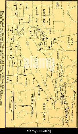 . The Canadian field-naturalist. 28 The Canadian Field-Naturalist [Vol. 65. Please note that these images are extracted from scanned page images that may have been digitally enhanced for readability - coloration and appearance of these illustrations may not perfectly resemble the original work.. Ottawa Field-Naturalists' Club. Ottawa, Ottawa Field-Naturalists' Club Stock Photo