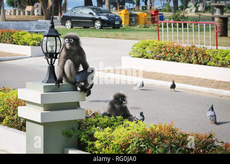 Funny cute monkeys spectacled langur (Trachypithecus obscurus) in the national park. A pair of monkey friends sitting on a lamp post. Stock Photo