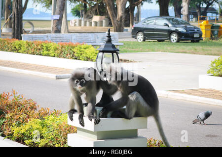 Funny cute monkeys spectacled langur (Trachypithecus obscurus) in the national park. A pair of monkey friends sitting on a lamp post. Stock Photo