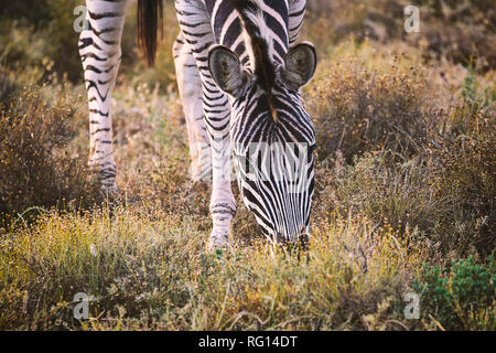 Zebra eating grass in Addo National Park, South Africa Stock Photo