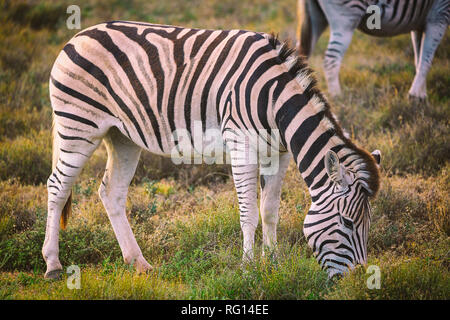 Zebra eating grass in Addo National Park, South Africa Stock Photo
