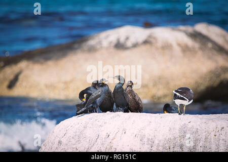 Cape cormotants sitting on a rock at Betty's Bay, South Africa Stock Photo