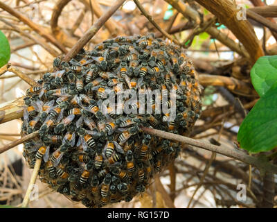 a little bee nest Stock Photo
