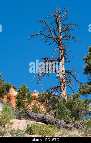 Trees and birds in bryce canyon in the united states of america Stock Photo