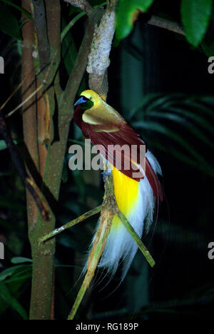 Greater bird-of-paradise (Paradisaea apoda Stock Photo - Alamy