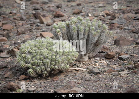 Euphorbia handiensis growing in the Jandia Nature Reserve near the town of Morro Jable, Fuerteventura. Stock Photo