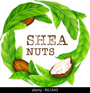 Shea nuts with leaves in vector. Stock Vector
