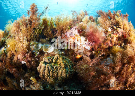 Variety of encrusting marine life (algae,sponges,bryozoa) of the Mediterranean reef in Ses Salines Natural Park (Formentera, Balearic Islands, Spain) Stock Photo