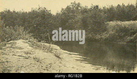 . The Canadian field-naturalist. 310 The Canadian Field-Naturalist Vol. 87. Figure 2. Wood Turtle nesting site beside River Inhabitants. banked mostly by alders, hayfields, and meadows. Mr. MacDonald said that although Wood Turtles were seen in the hayfields they never moved far from the river. The number of observations, and the evidence of local inhabitants seems to establish the presence of a natural population in the River Inhabitants watershed. Thus Clemmys insculpta may be added to the list of amphibian and reptile species that probably spread into Nova Scotia before the post- Pleistocen Stock Photo