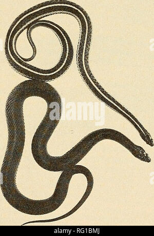 . The Canadian field-naturalist. 1977 Notes 397 Melanistic Butler's Garter Snakes {Thamnophis butleri) at Amherstburg, Ontario p. M. Catling and W. Freedman Department of Botany, University of Toronto, Toronto, Ontario M5S lAl Catling, P. M. and W. Freedman. 1977. Melanistic Butler's Garter Snakes (Thamnophis butleri) at Amherstburg, Ontario. Canadian Field-Naturalist 91(4): 397-399 Three melanistic adults and some melanistic young of Thamnophis butleri. are described from an abandoned quarry near Amherstburg, Ontario. This represents the first record of melanism in T. butleri. Comparison is m Stock Photo