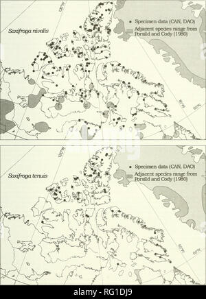 . The Canadian field-naturalist. 2004 Healy and Gillespie: Alpine Saxifrage Complex 335. Figure 4. Distribution of the Saxifraga nivalis complex in the Canadian Arctic, (above) S. nivalis, (below) S. tenuis. Shading indicates approximate distribution outside of the Arctic Islands (from Porsild and Cody 1980, and CAN and DAO herbarium records).. Please note that these images are extracted from scanned page images that may have been digitally enhanced for readability - coloration and appearance of these illustrations may not perfectly resemble the original work.. Ottawa Field-Naturalists' Club.  Stock Photo