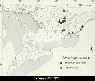 . The Canadian field-naturalist. Natural history; Sciences naturelles. 228 The Canadian Field-Naturalist Vol. 119. Pinus mugo (escaped) i herbarium collections k sight records 84c 82c 80c 78c 76' Figure 3. Central and eastern portions of southwestern Ontario showing locations where Mugo Pine {Pinus mugo) has escaped from cultivation. Escaped occurrences supported by herbarium specimens at DAO, Agriculture and Agri- food Canada, Ottawa, are indicated with a solid dot. Sight records of the author are indicated by solid triangles. 1 a. Leaves 7.5-18 cm long 2. 2a Needles snap when bent 180° (at l Stock Photo