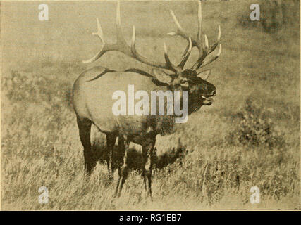 . The Canadian field-naturalist. 126 The Canadian Field-Naturalist [Vol. XLI TRANSFERS OF ELK FOR RE-STOCKING By HO YES LLOYD TJRANSFERS of wild mammals are thought I to be worthy of note and so the details of certain elk transfers made by the Canadian National Parks Branch have been gathered from the records for the information of Naturalists. The elk of Yellowstone Park in the United States have been short of winter range from time to time in the past and when in 1916 the late Dr. &quot;Charles Walcott advised the Department of the Interior, Canada, that he had discussed the ques- tion of tr Stock Photo